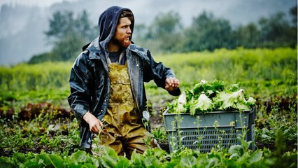 Les travailleurs britanniques refusent les offres   d'emplois dans les fermes