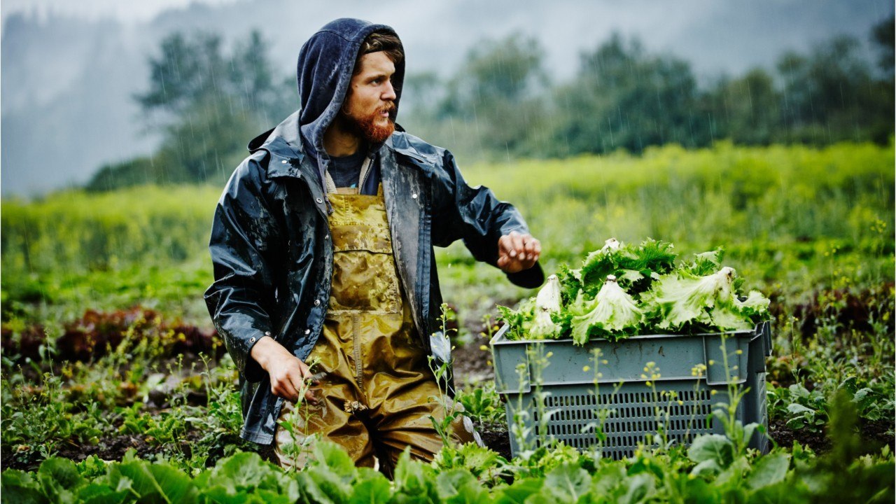 Les travailleurs britanniques refusent les offres   d'emplois dans les fermes