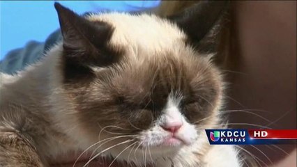 KS: El Gato Gruñón otra vez en la pantalla