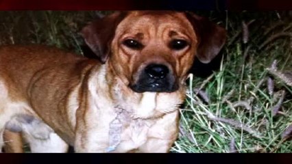 Driver Runs Over Dog With Truck