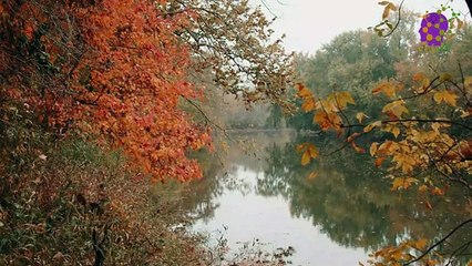 15 Minute Soothing Music for Relaxation | River | Focus | Concentration | Stress-Relief | Serene | Joyful | Positive Energy | Study