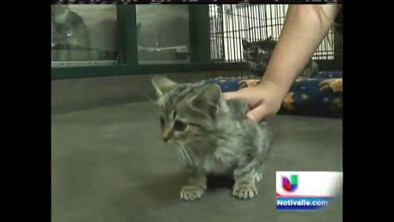 Salva vida de un gato