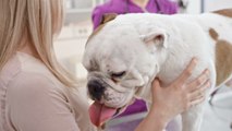 Air France bannit les bouledogues de ses vols suite à la mort du chien brestois