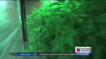 Negociantes consternados por los dispensarios de marihuana