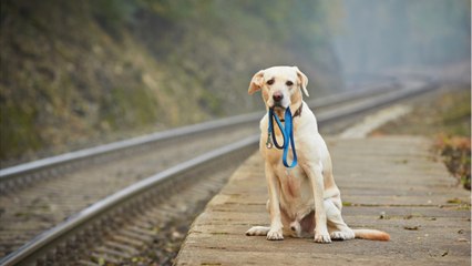 Attention, les arnaques aux chiens perdus se multiplient