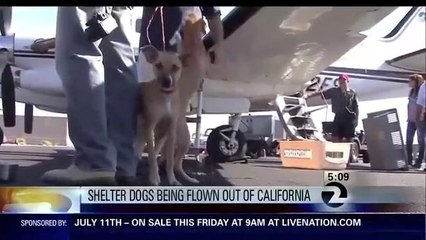 Oakland Shelter Dogs Flying To Foster Homes in Washington State