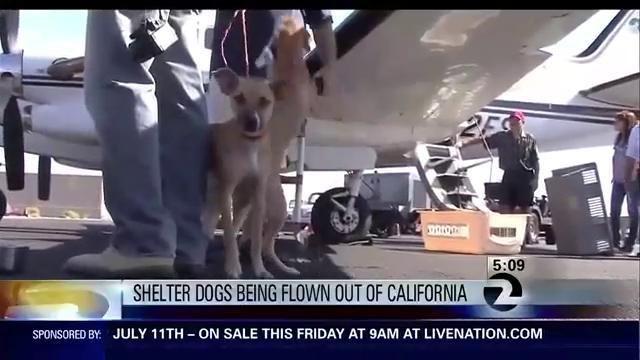 Oakland Shelter Dogs Flying To Foster Homes in Washington State