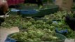 DC: Legalización de posesión de marihuana