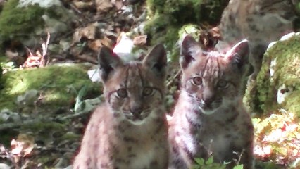 Lynx aperçus dans le Doubs : «L’espèce est toujours considérée comme en danger en France»