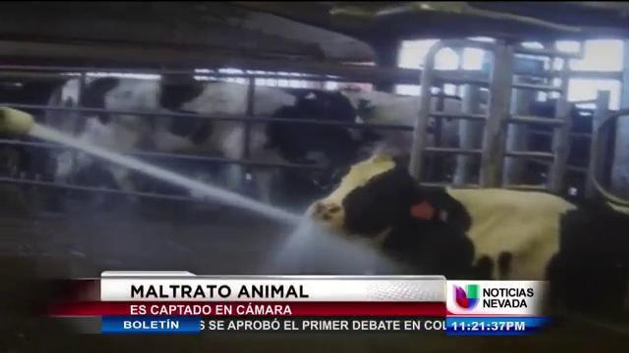 Maltrato animal