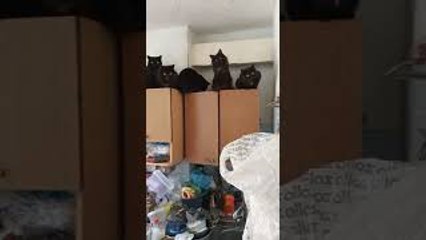 Lots of Cats in the Kitchen Waiting for Food