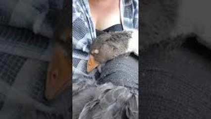 Sleepy Goose Falling Asleep has the Nibbles