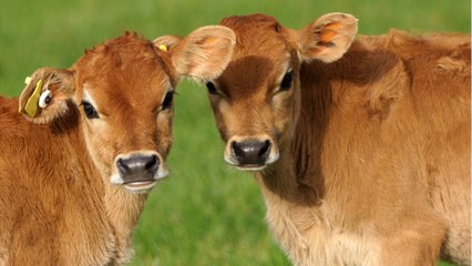 À Ploërmel, un agriculteur contraint de vendre son veau 4,22 euros