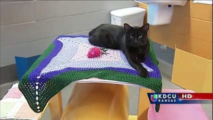 KS: Animales en adopción este Viernes Negro