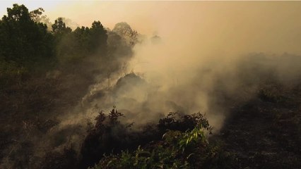 Amazonie : pourquoi les incendies risquent d’avoir un impact sur l’économie du Brésil