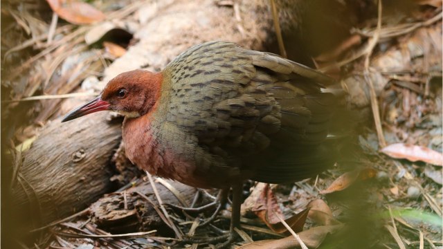 L'incroyable réapparition d'un oiseau éteint il y a 136.000 ans