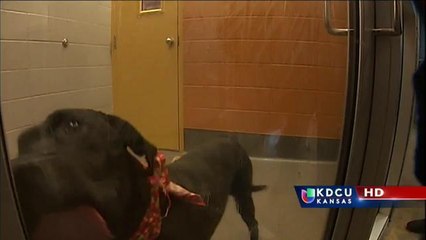 Wichita: Entrega de animales en adopción