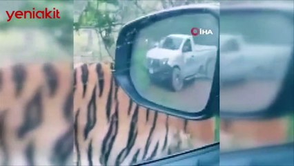 Yol kenarında görülen Bengal kaplanı endişelendirdi!