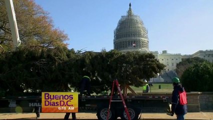 DC: El Capitolio encenderá esta noche su árbol de Navidad