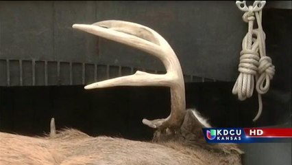 KS: Inicia temporada de caza de venado