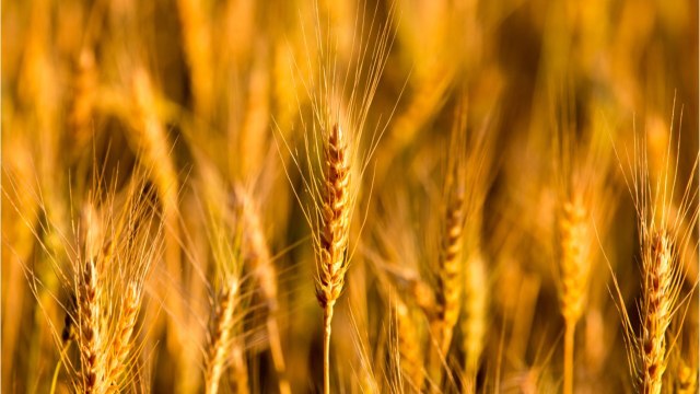 Groupement foncier agricole