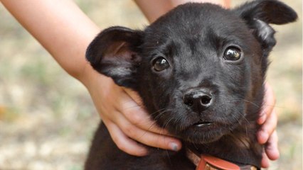 La SPA lance un cri d'alerte contre le business des animaux