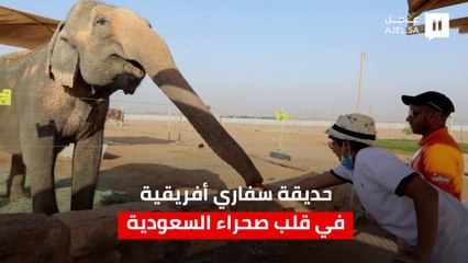 أسود ونمور وحيوانات منوعة..  حديقة سفاري أفريقية في قلب صحراء السعودية