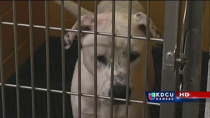 Phoenix: Aumentarán multas para dueños de mascotas