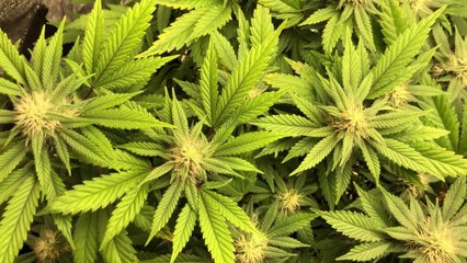 États-Unis : le surprenant effet de la légalisation du cannabis dans le New Jersey