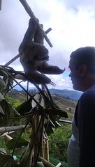 Rescued Sloth Shows Love to Rescuer