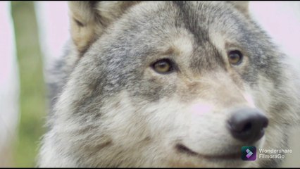 C'era una volta il LUPO