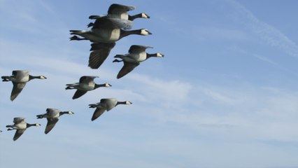 Pour économiser du carburant, Airbus veut copier les formations d’oies sauvage