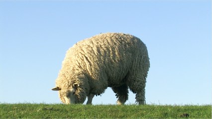 Le mouton le plus cher du monde vendu plus de 400.000 euros