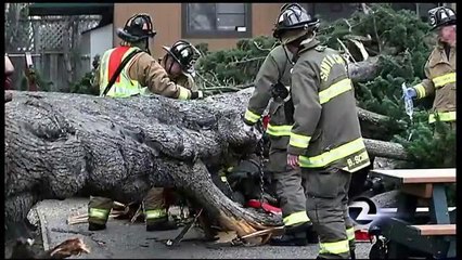 Santa Cruz Boy Pinned By Fallen Tree