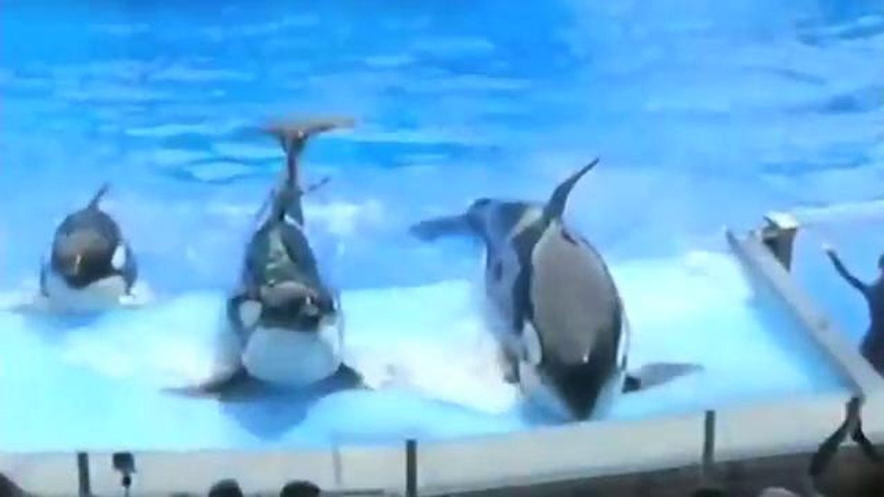 Orlando: Cambios en SeaWorld