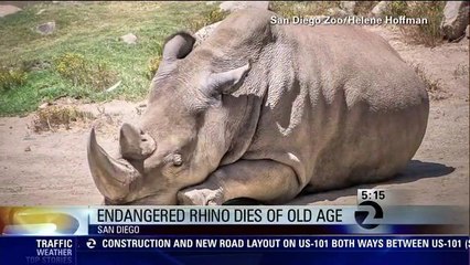 Engangered White Rhino Numbers Dip to Just 5 With San Diego Zoo Death