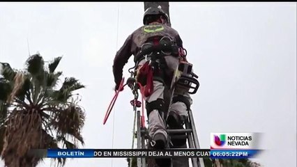 LOS PELIGROS DE PODAR UNA PALMA