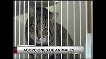 Adopción de Mascotas
