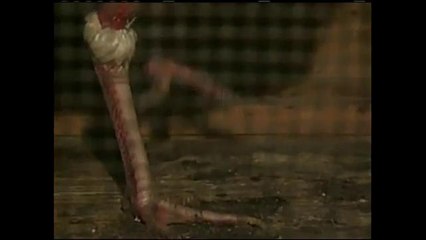 Supervisores se manifiestan sobre los gallos de pelea