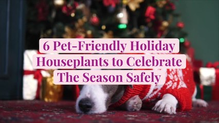 6 Pet-Friendly Holiday Houseplants to Celebrate The Season Safely