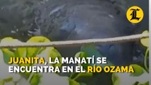 Juanita, la manatí liberada por Medio Ambiente en Bayahíbe está en el río Ozama