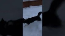Onyx the Malamute Loves Being Derpy in Two Feet of Snow