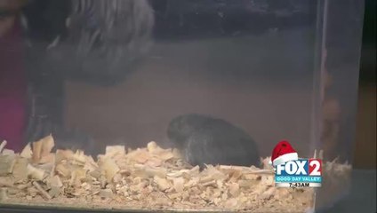 Gladys Porter Zoo open New Year\'s Day
