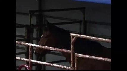 Rodeo y expo sandhills