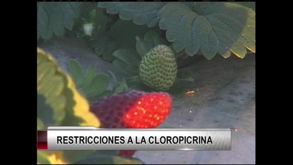 El estado impone restricciones al uso del  fungicida Nitrocloroformo