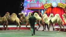 Ringling Bros llega a Orlando