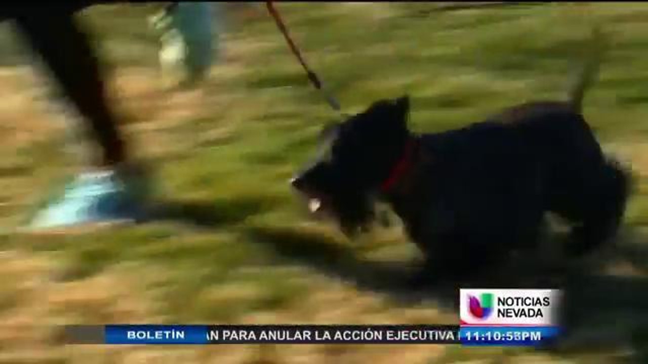 Alertan sobre enfermedad que ataca intestinos de perros