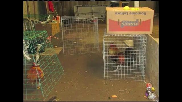 Múltiples arrestos en peleas de gallos en el Sur del Condado de Monterey