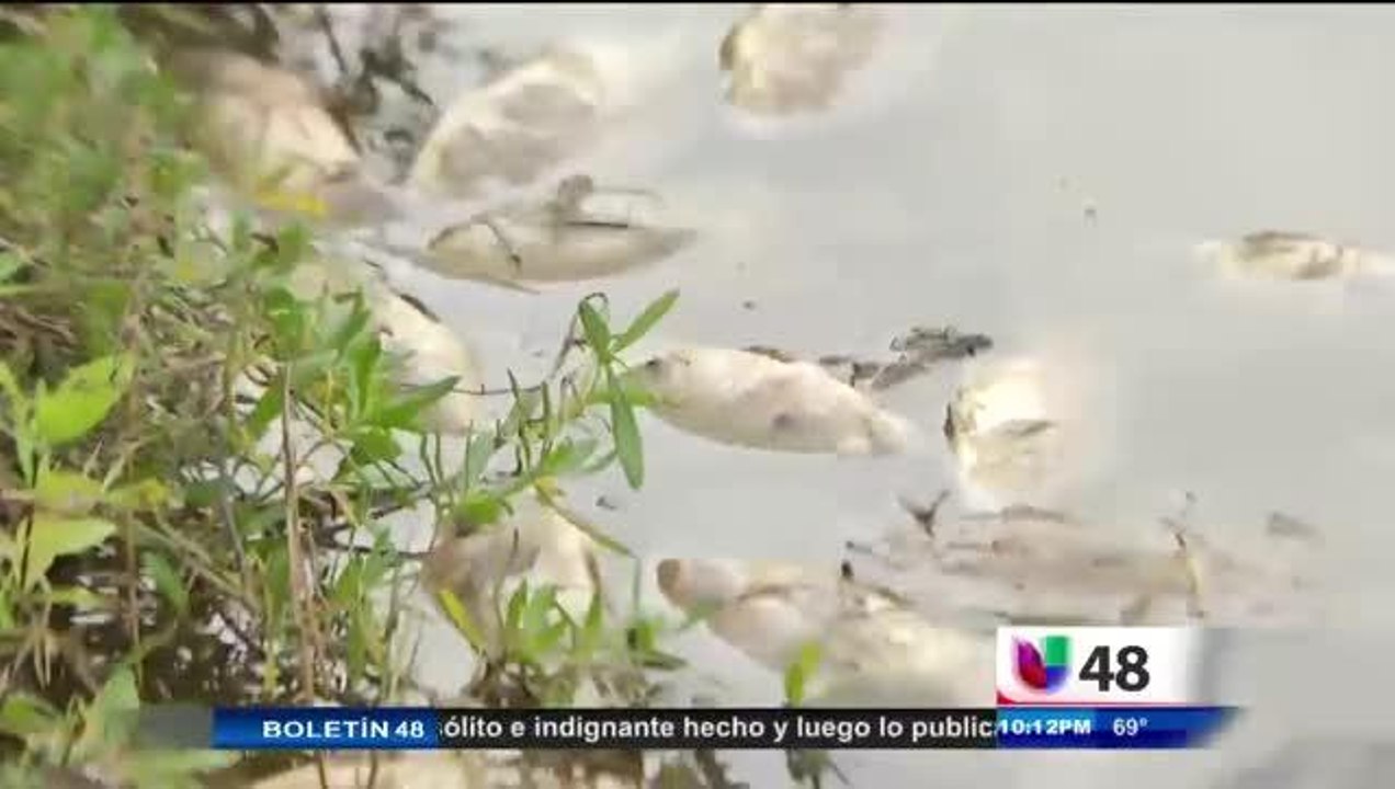 Investigan La Muerte De Cientos De Peces En Lagos De Brownsville