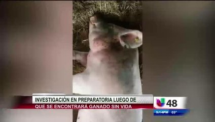 Buscan Sospechosos Acusados De Herir Ganado